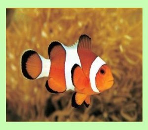 Clownfish for Skype 3.60 + Portable [Multi/Ru]