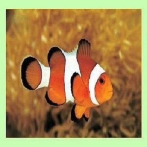 Clownfish for Skype 3.90 + Portable [Multi/Ru]